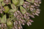 Common milkweed